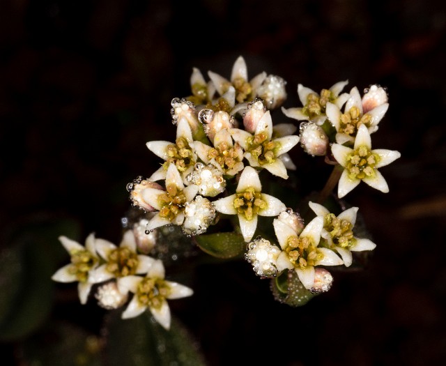 Comandra umbellilatum 20-9845.jpg